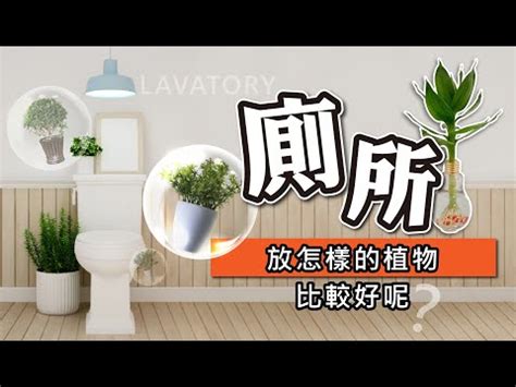 多肉植物廁所|廁所適合放什麼植物？